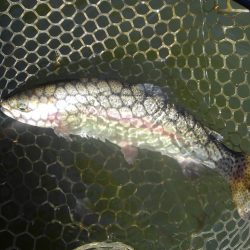 大安トラウトレイク 釣果